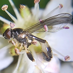 Sphegina clavata
